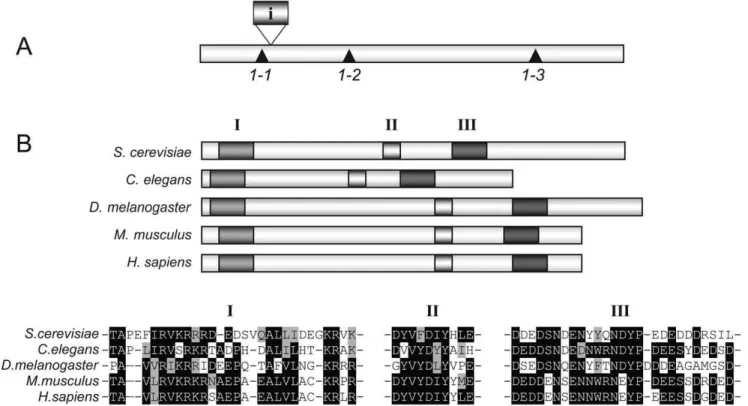 Figure 1. Characterization of the IWR1 gene. (A) Positions of the iwr1 mutations, 1-1, 1-2, and 1-3 are indicated with m, along with the position of the intron (i)