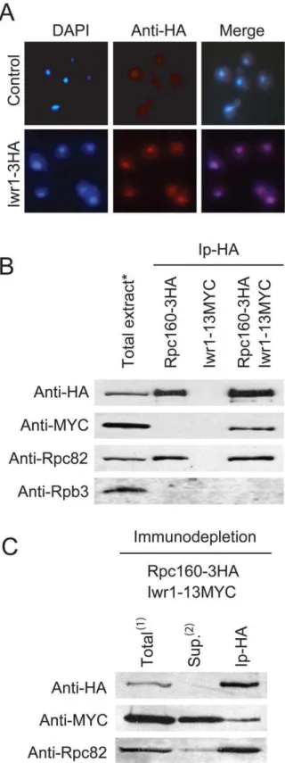 Figure 5. Iwr1 is predominantly a nuclear protein that may weakly interact with Pol III