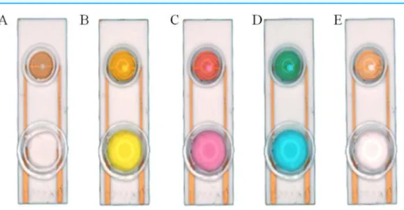 Figure 3 Silica gel ring on the surface of the SPIMs. Solution with different color were used to show the ring concept: (A) no solution, (B) solution with K + , (C) solution with Co 3 + , (D) solution with Cu 2 + , (E) ultrapure water.
