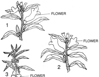 Figure 1: Shoots  of  Ceratotheca sesamoides,  Sesamum indicum and their hybrids