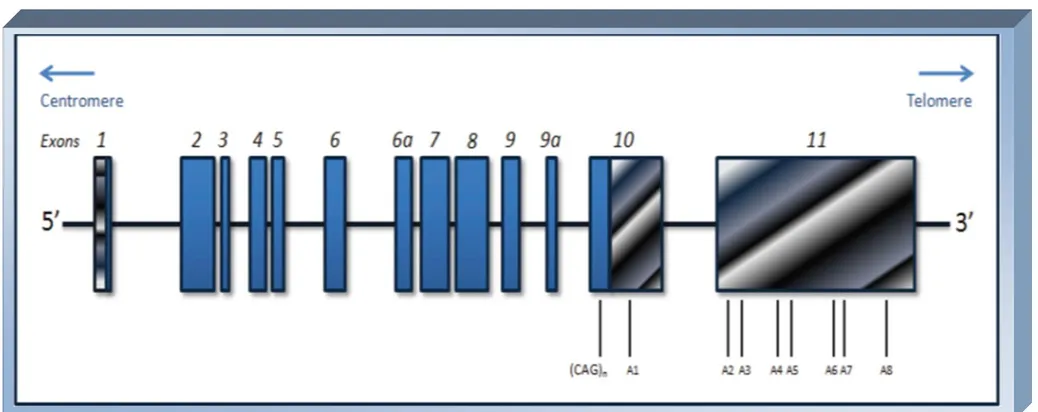 Figura 2: Representação esquemática da estrutura do gene ATXN3.  