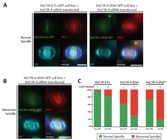 Figure 6. A) Fluorescence max intensity z-projections of fixed non-treated HsCYK-4 FL and  ΔTail cells able to form normal central spindles (bar: 10 µm)