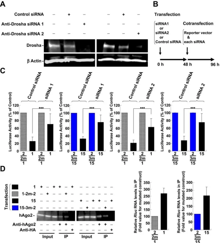 Figure 6. The characterization of suppressive sequences in the pol and env - nef regions