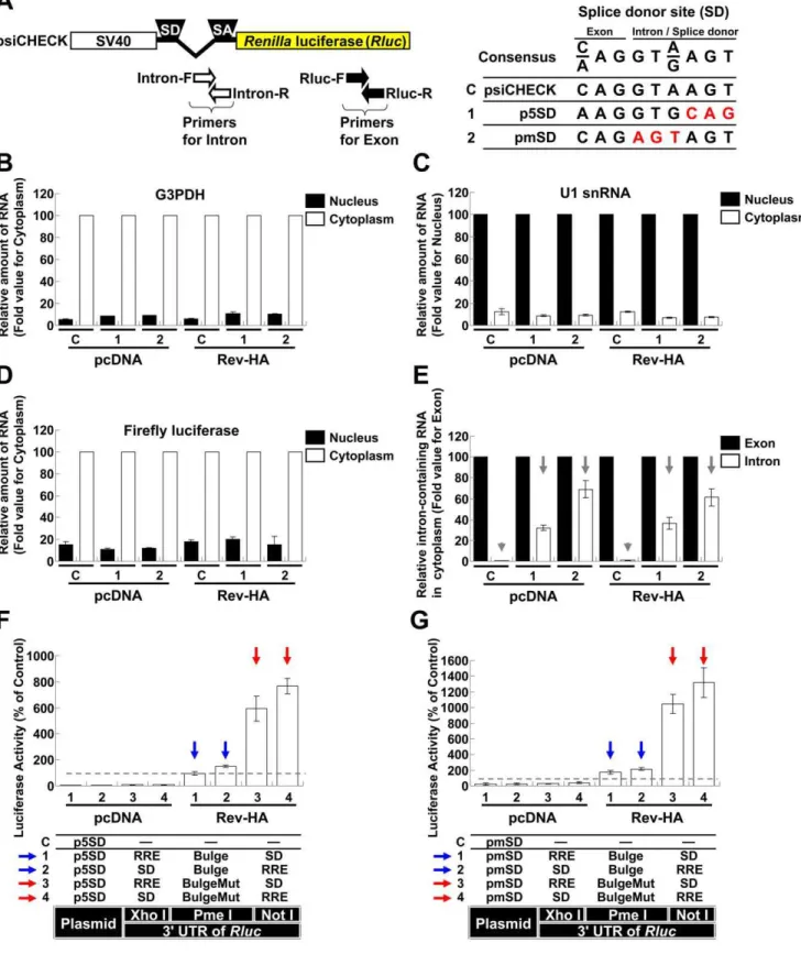 Figure 2. Analysis of Rev-dependent export on RNAs with mutations in splice donor site