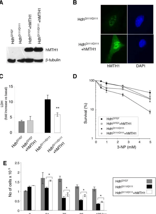 Figure 8. Sensitivity to 3-NP of striatal cells expressing hMTH1 and wild-type or mutant murine htt 