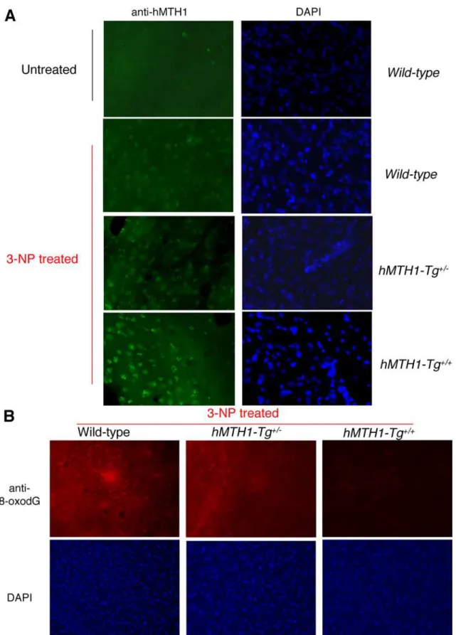 Figure 7. MTH1 expression and 3-NP-induced oxidative DNA damage in the brain. (A) Immunofluorescence of MTH1 in the striatum of untreated wild-type mice (top panel, left) or 3-NP-treated (60 mg/kg twice daily for 5 days) wild-type, hMTH1-Tg +/2 , and hMTH1