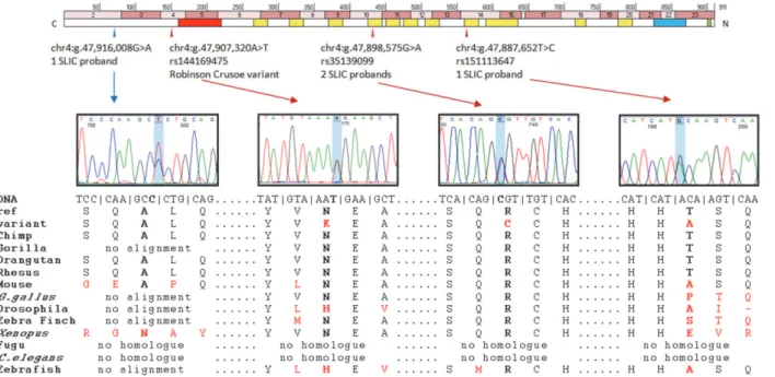 Fig 2. Putative contributory coding variants identified in NFXL1 by this study. Position of putative NFXL1 coding variants with respect to exons and protein coding sequence