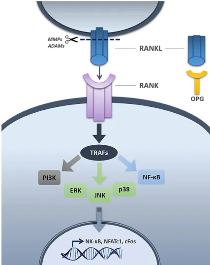Figure 1 - Schematic representation of RANK-RANKL signalling pathway .  