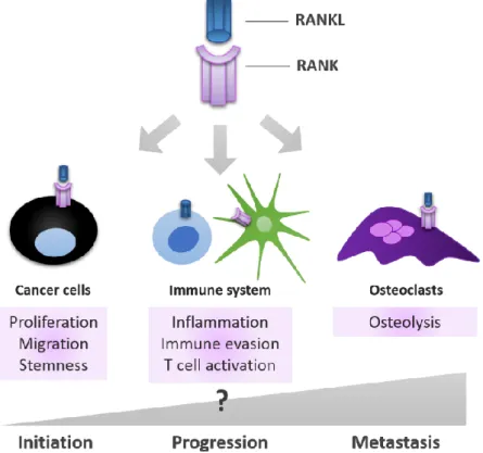 Figure 4 – RANK-RANKL signalling pathway is involved in all stages of cancer progression