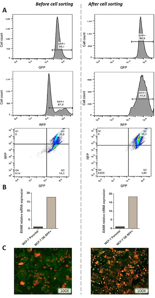 Figure 7 – Stable RFP expression in MCF-7 RANK OE GFP+Luc+  cells by lentiviral transduction and cell sorting