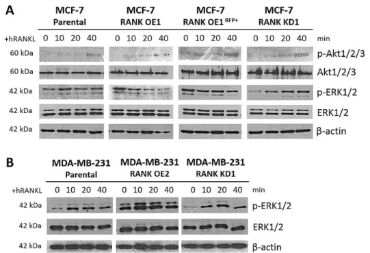 Figure 8 – RANK overexpression leads to functional activation of RANK signalling pathway