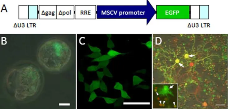 Figure 1. MSCV promoter-mediated expression of GFP in various types of cultured cells