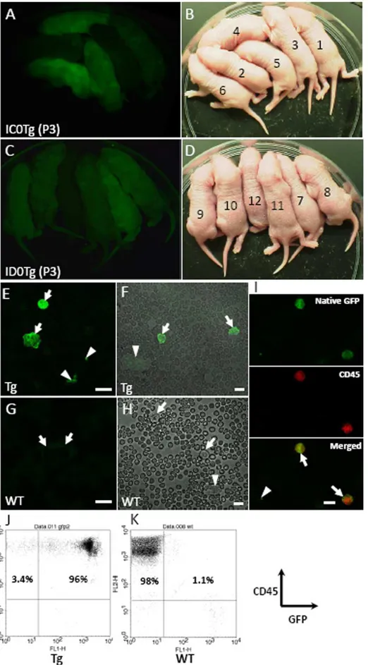 Figure 2. GFP expression in the bodies and leukocytes of MSCV-GFP founder mice. (A–D) Twelve founder pups were obtained from 2 independent experiments (A, B) and (C, D)
