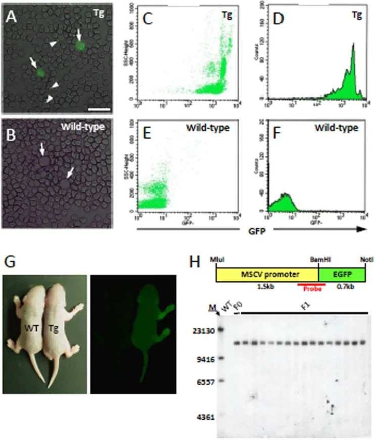 Figure 4. GFP expression in the body and leukocytes of a C57BL/6 MSCV-GFP mouse. (A, B) GFP expression in circulating leukocytes (arrow) and platelets (arrowhead) in a transgenic mouse (A) but not in a wild-type littermate (B)
