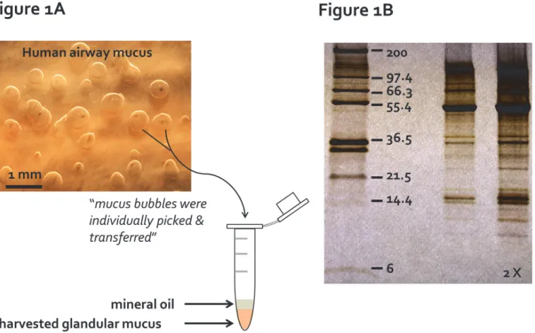 Fig 1. Primary pure human gland mucus collection. (A) Individual gland mucus bubbles, stimulated by a combination of 10 μM carbachol and 10 μM forskolin, formed under the water-saturated mineral oil on the tracheal mucosa, were picked up with sterilized mi