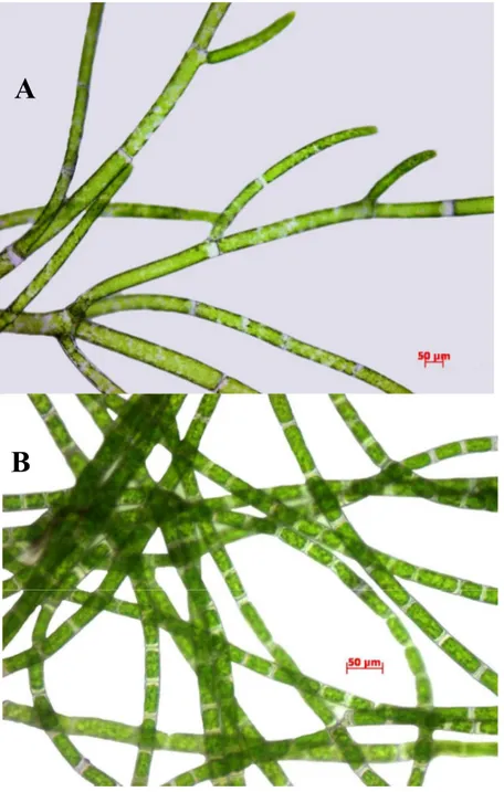 Figure 1.  Cladophora glomerata Kützing (A) and Microspora floccosa (Vaucher) Thuret (B)  Determination of Total Phenolic Content (TPC)  