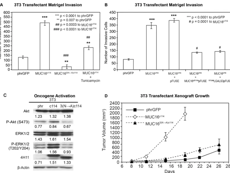 Fig 5. Effect of N-glycosylation on MUC16 transformation. A) Matrigel invasion assay for 3T3 transfected cell lines, phrGFP control vector or MUC16 c114 or MUC16 3(N—A)c114 and MUC16 c114 treated with 0.1 μg/mL Tunicamycin