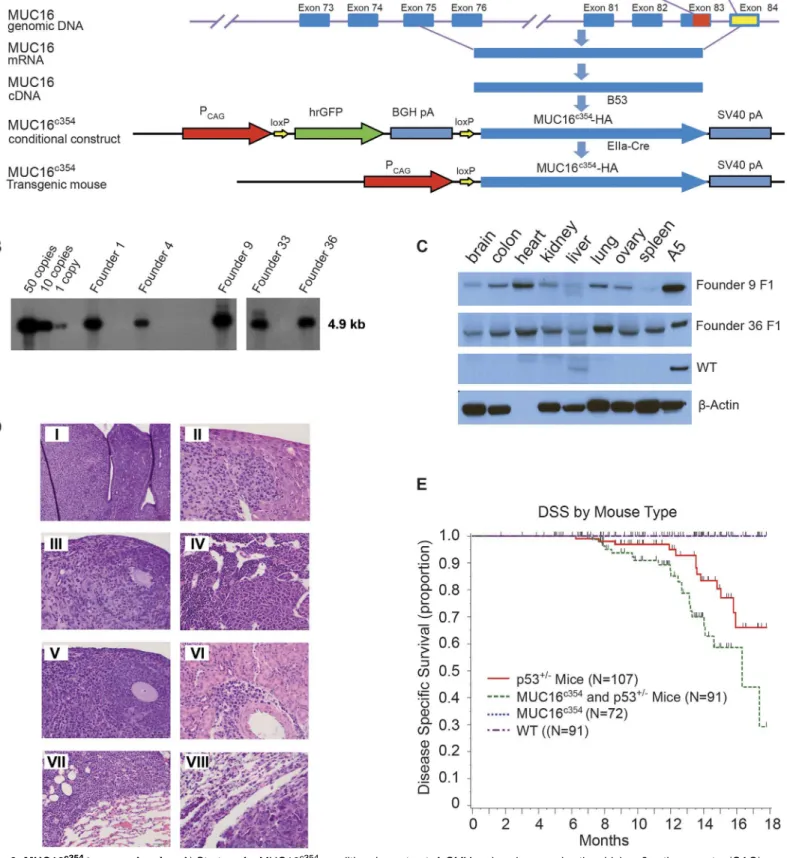 Fig 6. MUC16 c354 transgenic mice. A) Strategy for MUC16 c354 conditional construct. A CMV early enhancer plus the chicken β actin promoter (CAG) was used to drive the transcription of hrGFP between two loxPs and the downstream MUC16 c354 sequence