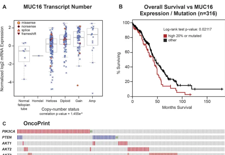 Fig 7. Impact of MUC16 in human ovarian cancer. A) MUC16 Transcript Number. The Cancer Genome Atlas ovarian cancer project is a well-studied collection that contains 316 serous ovarian cancers with complete data, including clinical outcome data