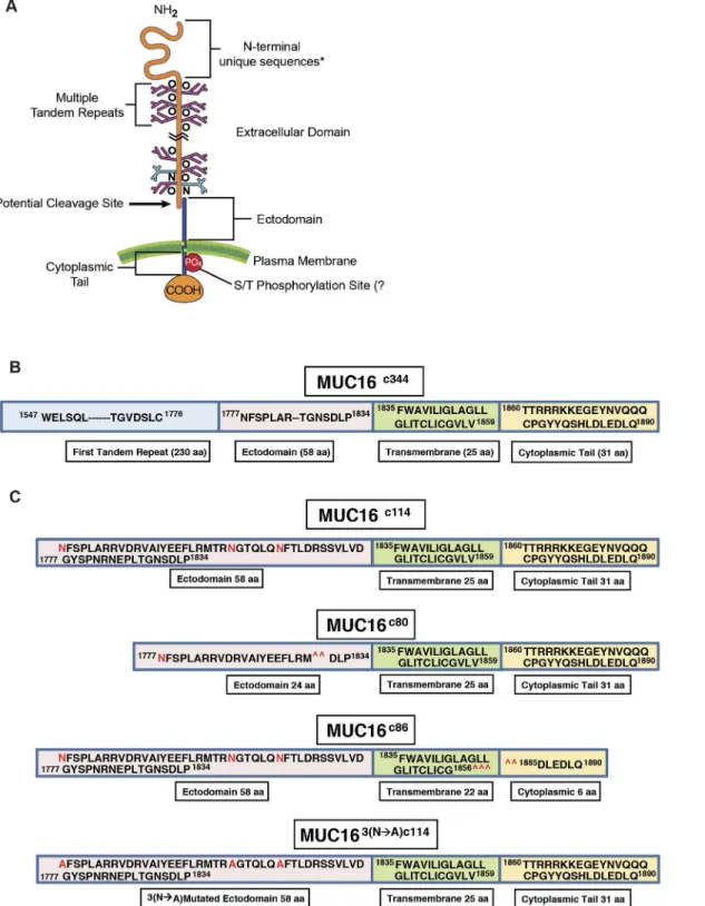 Fig 1. Features of MUC16. A) Schematic illustration of all MUC16 elements; B) Linear representation of the truncated MUC16 c344 construct; C) Linear representation of the truncated MUC16 c114 , constructs with 3 N-glycosylation sites in red, two deletion m