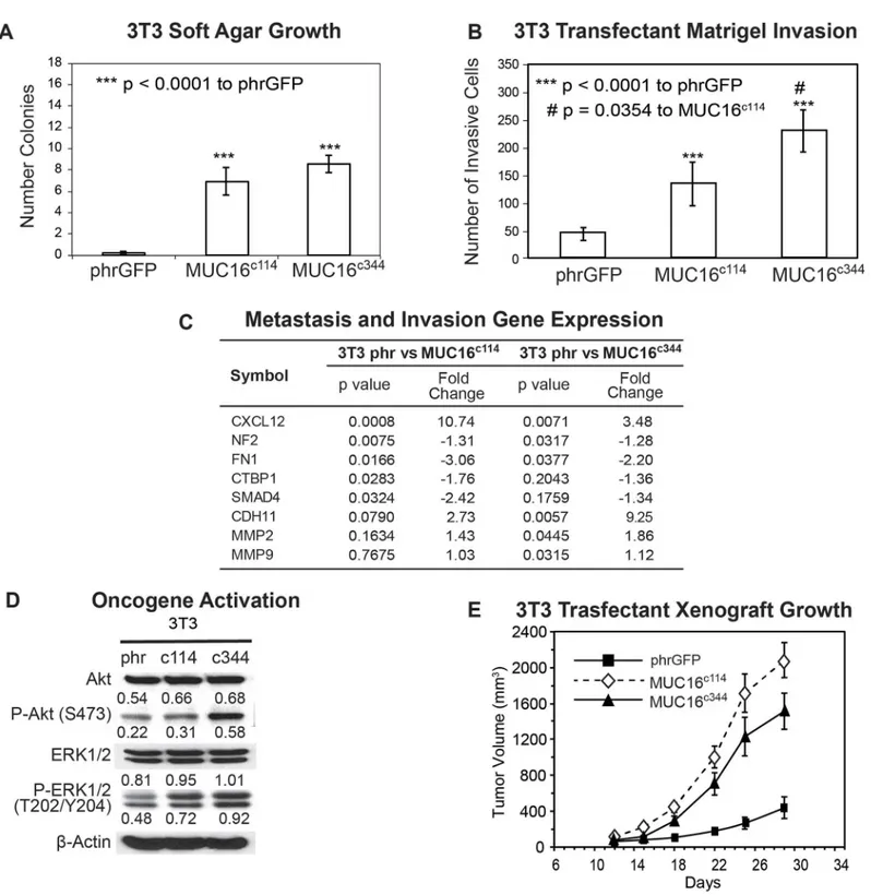 Fig 2. Effect of MUC16 in 3T3 cells. A) Soft agar growth of 3T3 transfectants in 60 mm dishes