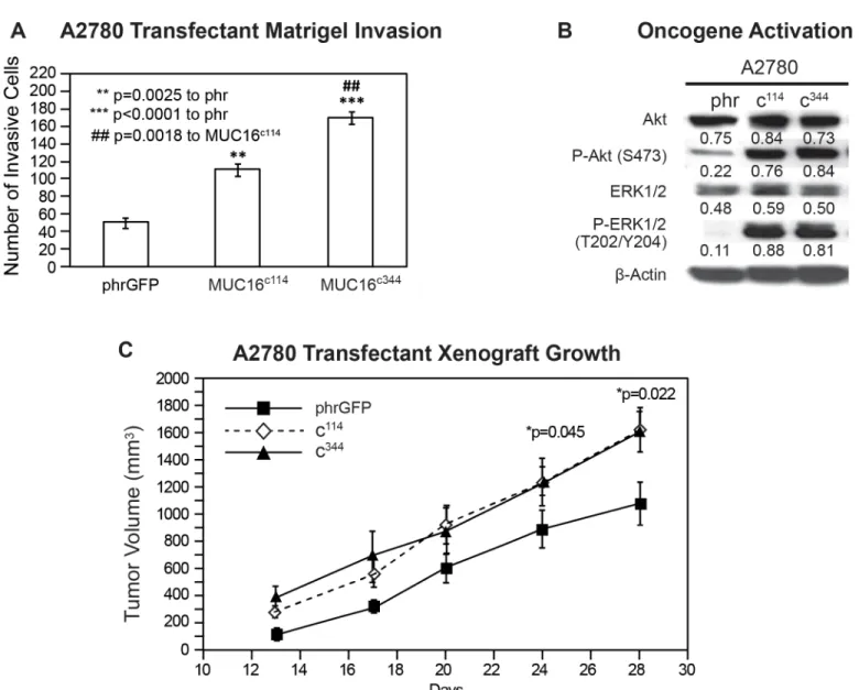 Fig 3. Effect of MUC16 in A2780. A) Matrigel invasion assay for A2780 cell lines transfected with either phrGFP control vector or with MUC16 carboxy- carboxy-terminal expression vectors MUC16 c114 -GFP and MUC16 c344 -GFP