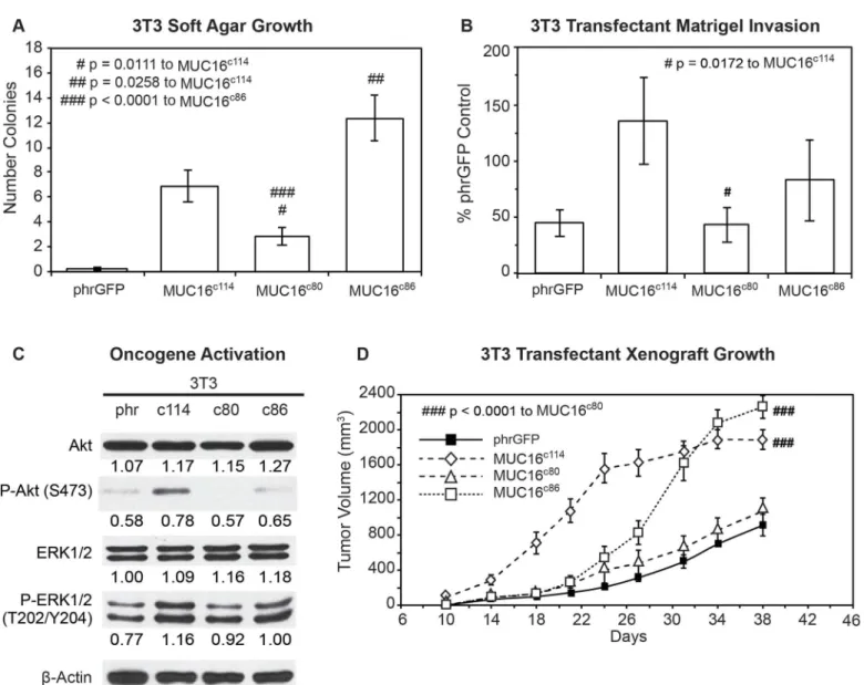 Fig 4. Effects of truncated MUC16 c114 variants. A) Soft agar growth. 3T3 transfectants expressing either internal or external domain portions of MUC16 c114 (S1 Fig) were layered on soft agar, as described in the Material and Methods section