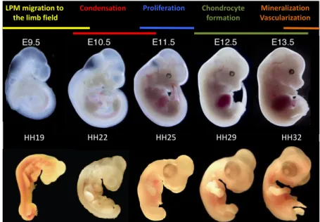 Figure  1  Vertebrate  limb  development.  Overview  of  the  main  events  taking  place  during  vertebrate  limb  development  as  a  function  of  developmental  stage  and  model  organism  (mouse  on  the  top  panel  and  chick  on  the  bottom  pan