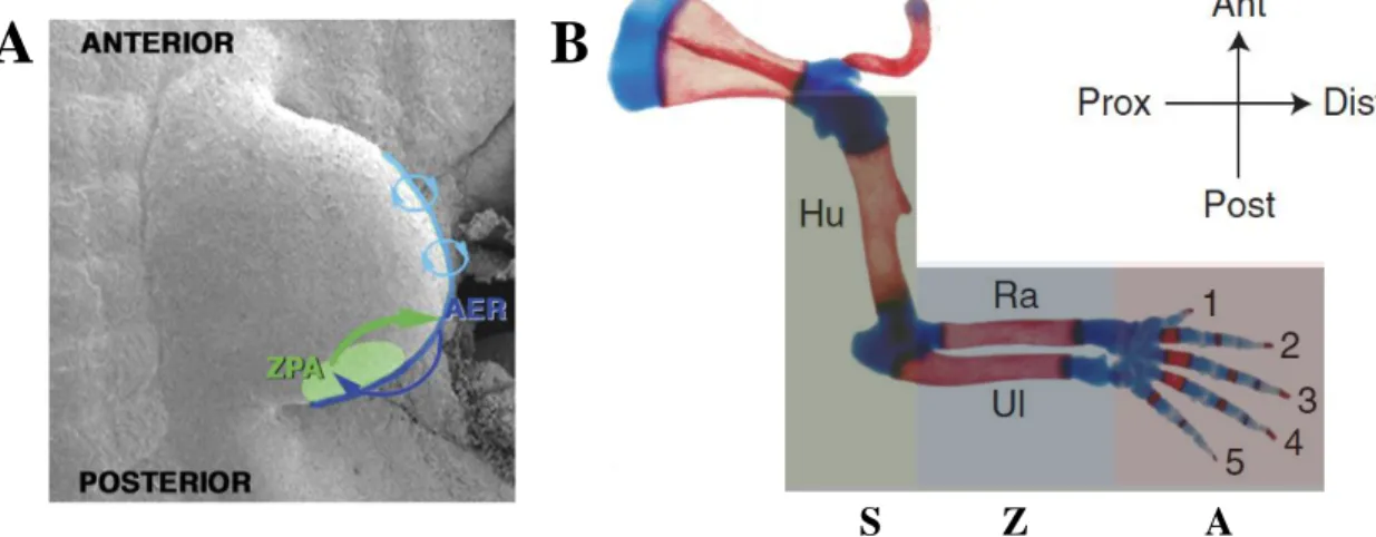 Figure  2  Limb  bud  organization  throughout  development.  (A)  The  limb  bud  organizers