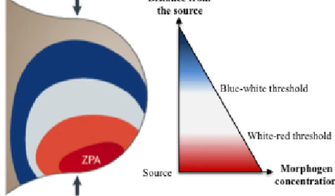 Figure 3 The French-flag model proposed by Wolpert. The  ZPA in the posterior limb bud mesenchyme is indicated in red  and  corresponds  to  the  highest  point  of  the  SHH  morphogenetic gradient established across the entire limb bud