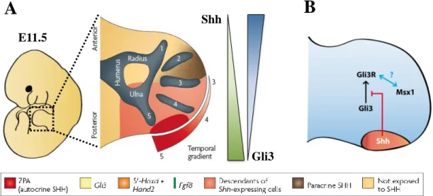 Figure  4  The  Shh/Gli3/Msx  regulatory  genetic  network  controls  the  antero-posterior  pre- pre-patterning  of  the  limb  bud