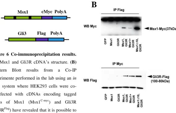 Figure  6  Co-immunoprecipitation  results.  