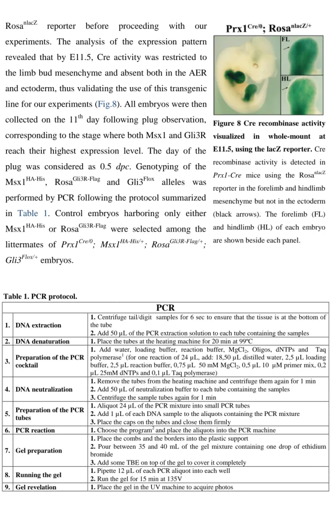 Figure  8 Cre  recombinase  activity  visualized  in  whole-mount  at  E11.5, using the lacZ reporter