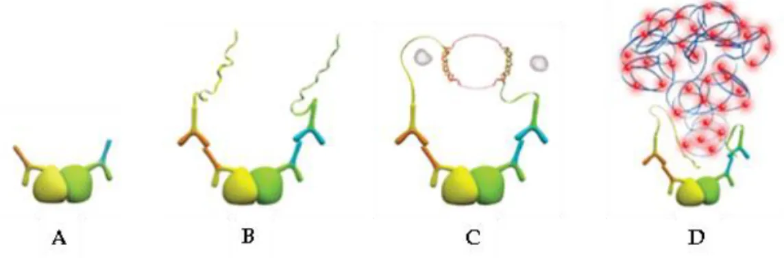Figure  9  Principle  of  the  PLA.  A.  Primary  antibodies  bind  to  their  respective  proteins