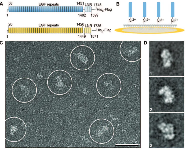 Figure 1. EM of the NECD. (A) Constructs used of the Drosophila (blue, residues 1–1745) and human (yellow, residues 1–1735) NECDs contained 36-EGF repeats (residues 58–1451, Drosophila and 20–1426, human) followed by 3-LNR motifs (residues 1482–1599, Droso