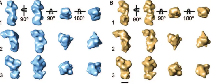 Figure 2. 3D reconstructions of the NECD. (A) Density maps of the Drosophila NECD corresponding to the averages shown in (B)
