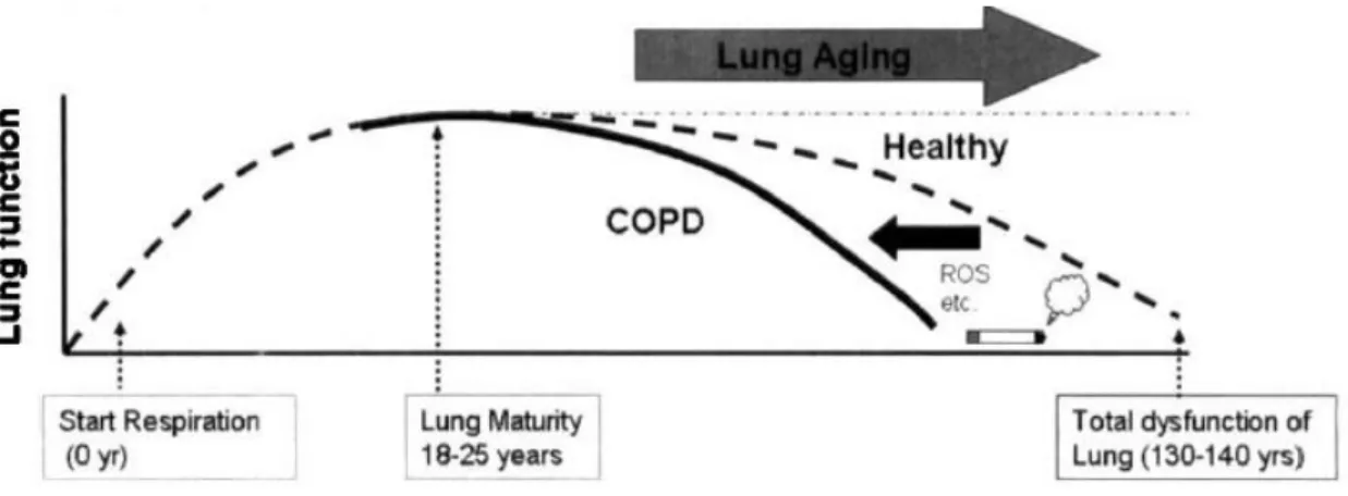 Figura 3 Hipótese de desenvolvimento de DPOC tendo por base um envelhecimento acelerado do  pulmão (9).