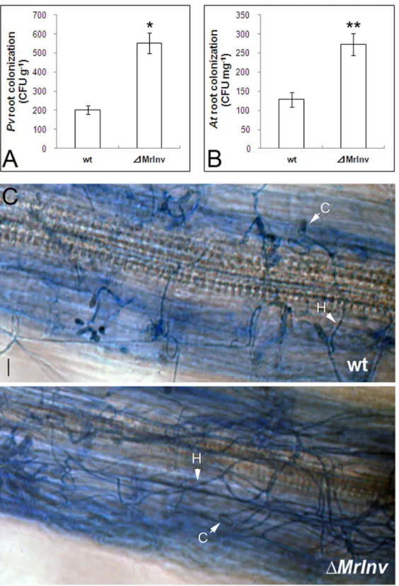 Figure  6.    Root  colonization  of  switchgrass  (Pv)  and  A.  thaliana  (At)  by  M