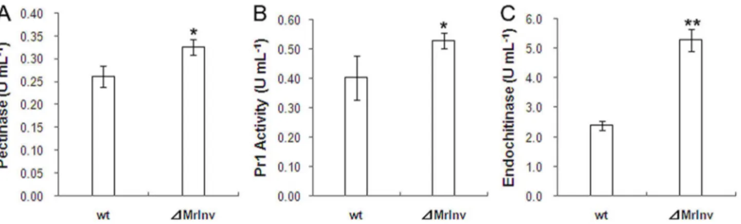 Figure 7.  The activity assay of hydrolytic enzymes produced by M. robertsii 2575 wild-type strain and ⊿MrInv