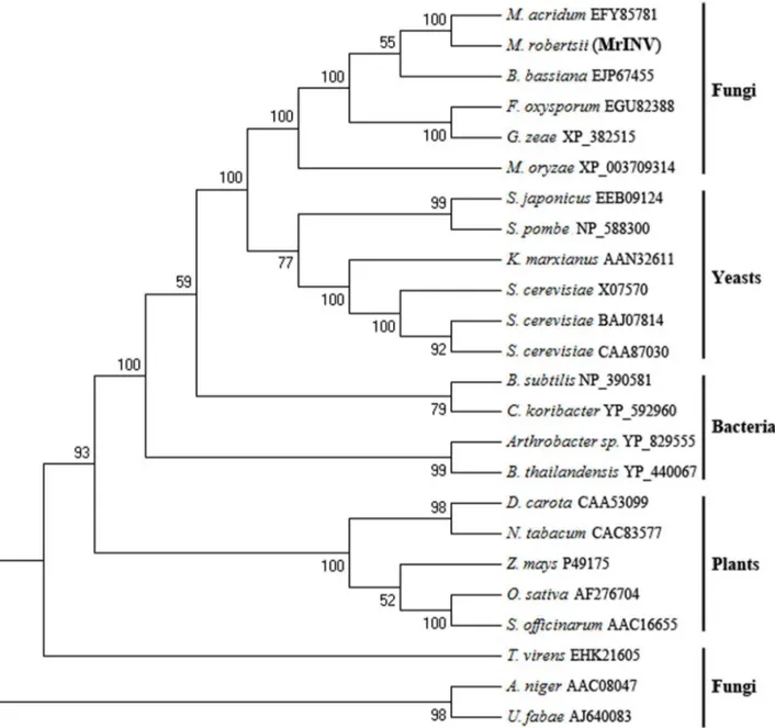 Figure 1.  Neighbour-joining (NJ) tree of invertase from M. robertsii (MrINV) and other 23 invertases from bacteria, plants, yeasts and other fungi