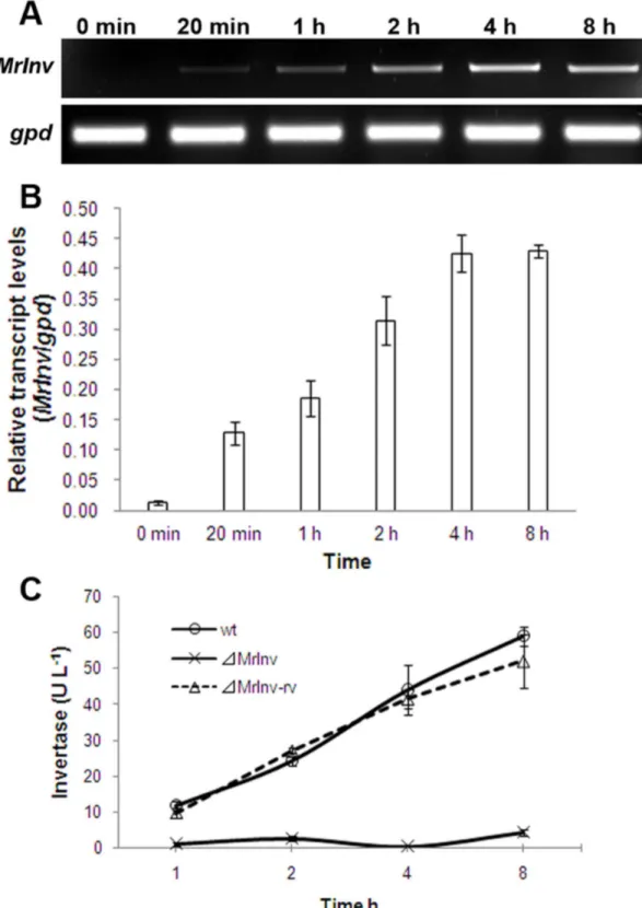 Figure 2.  Characteristics of MrInv in M. robertsii.  A, Expression assay with qPCR after mycelia transferred from SDB to minimal medium plus 1% sucrose, grown at 27 °C for 8 h