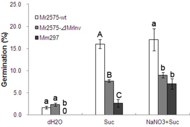 Figure 4.  Conidial germination of M. robertsii 2575 wild-type strain (Mr2575-wt), MrInv disruption mutant (Mr2575-⊿MrInv) and M