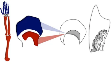 Figure 1. Hox gene expression in bones from tetrapod limbs. Bones in a tetrapod limb, shown here in a human arm (left), are produced following two waves of Hox gene activation during the early development of the limb (red and blue, middle left).