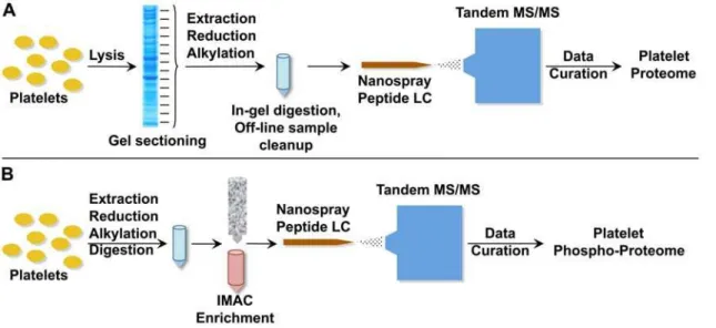 Figure 1. Schematic workflow of LC-MS/MS based platelet proteomic profiling. A. Workflow used in the proteomic analysis of human platelets