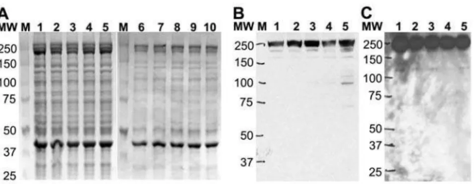 Figure S2 shows an example MS/MS spectrum of MH + ion of a peptide from integrin b3, identifying it in the mixture