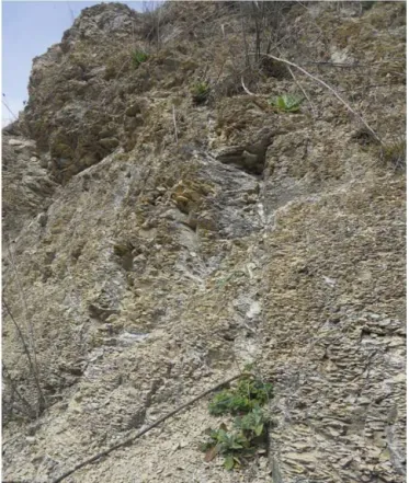 Figure 7. Artificial scarp along the SP11 road, with a representative exposure of the Vallone dell’Aspro deposits