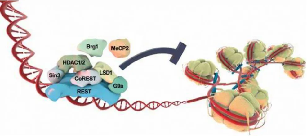 Figure 1. REST Repression Is Associated with Many Different Transcriptional Coregulators