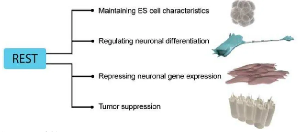 Figure 2. A Schematic Summary of Some Cell Type–Specific Roles for REST
