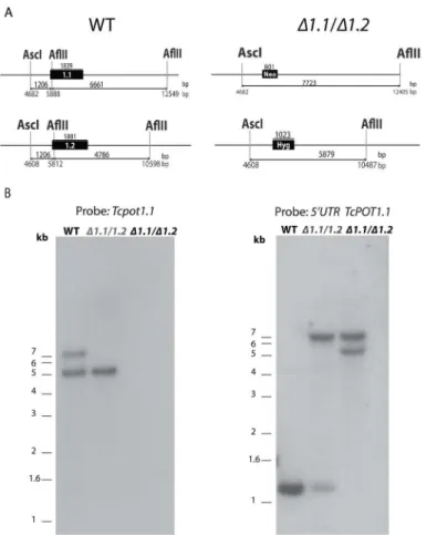 Fig 1. Gene targeting constructs and Southern blot analysis of T. cruzi CL Brener genomic DNA from wild type and transgenic T