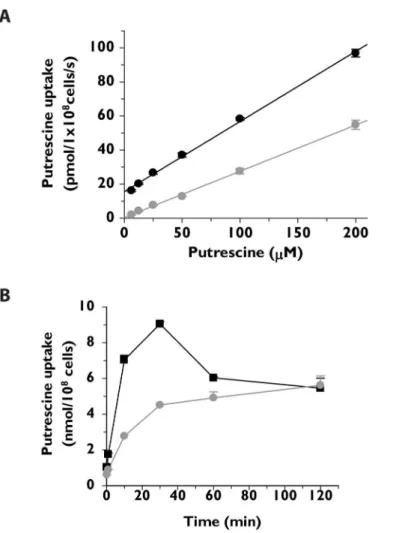 Fig 3. Comparison of the abilities of wild type and Δ tcpot1 T. cruzi to take up putrescine as a function of concentration and time